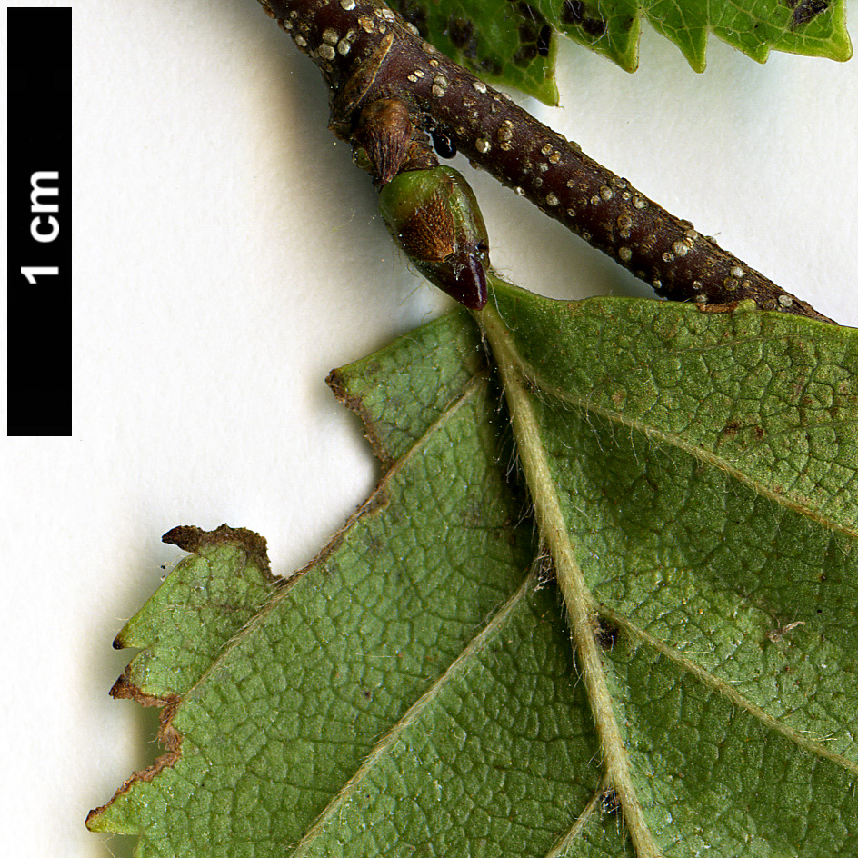 High resolution image: Family: Betulaceae - Genus: Betula - Taxon: dahurica - SpeciesSub: var. parvifolia